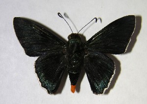  ( - 02-SRNP-18690)  @14 [ ] CreativeCommons - Attribution Non-Commercial Share-Alike (2007) Daniel H. Janzen Guanacaste Dry Forest Conservation Fund