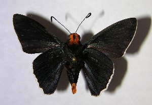  ( - 02-SRNP-18690)  @14 [ ] CreativeCommons - Attribution Non-Commercial Share-Alike (2007) Daniel H. Janzen Guanacaste Dry Forest Conservation Fund