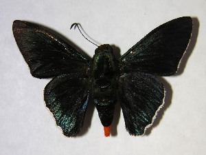  ( - 02-SRNP-903)  @14 [ ] CreativeCommons - Attribution Non-Commercial Share-Alike (2007) Daniel H. Janzen Guanacaste Dry Forest Conservation Fund