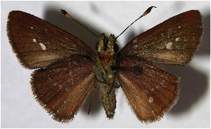  ( - 03-SRNP-22260)  @14 [ ] CreativeCommons - Attribution Non-Commercial Share-Alike (2007) Daniel H. Janzen Guanacaste Dry Forest Conservation Fund