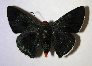  ( - 03-SRNP-25876)  @14 [ ] CreativeCommons - Attribution Non-Commercial Share-Alike (2007) Daniel H. Janzen Guanacaste Dry Forest Conservation Fund