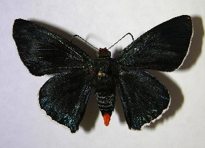  ( - 03-SRNP-34742)  @14 [ ] CreativeCommons - Attribution Non-Commercial Share-Alike (2007) Daniel H. Janzen Guanacaste Dry Forest Conservation Fund