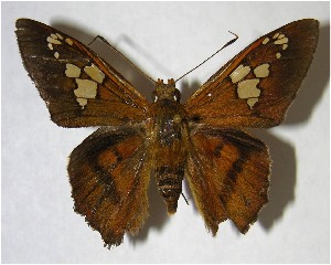  ( - 06-SRNP-59883)  @14 [ ] CreativeCommons - Attribution Non-Commercial Share-Alike (2007) Daniel H. Janzen Guanacaste Dry Forest Conservation Fund