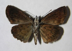  ( - 07-SRNP-1567)  @14 [ ] CreativeCommons - Attribution Non-Commercial Share-Alike (2007) Daniel H. Janzen Guanacaste Dry Forest Conservation Fund