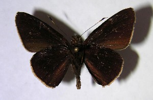  ( - 07-SRNP-45168)  @13 [ ] CreativeCommons - Attribution Non-Commercial Share-Alike (2007) Daniel H. Janzen Guanacaste Dry Forest Conservation Fund
