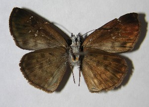  ( - 07-SRNP-637)  @14 [ ] CreativeCommons - Attribution Non-Commercial Share-Alike (2007) Daniel H. Janzen Guanacaste Dry Forest Conservation Fund