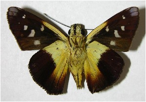  ( - 04-SRNP-36192)  @14 [ ] CreativeCommons - Attribution Non-Commercial Share-Alike (2007) Daniel H. Janzen Guanacaste Dry Forest Conservation Fund