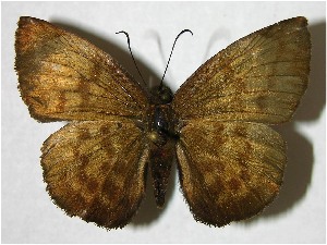  ( - 05-SRNP-2176)  @14 [ ] CreativeCommons - Attribution Non-Commercial Share-Alike (2007) Daniel H. Janzen Guanacaste Dry Forest Conservation Fund