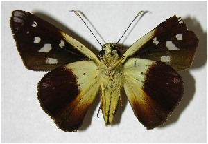  ( - 05-SRNP-35758)  @14 [ ] CreativeCommons - Attribution Non-Commercial Share-Alike (2007) Daniel H. Janzen Guanacaste Dry Forest Conservation Fund