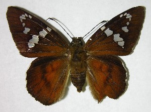  ( - 05-SRNP-43646)  @14 [ ] CreativeCommons - Attribution Non-Commercial Share-Alike (2007) Daniel H. Janzen Guanacaste Dry Forest Conservation Fund