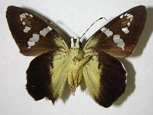  ( - 05-SRNP-43646)  @14 [ ] CreativeCommons - Attribution Non-Commercial Share-Alike (2007) Daniel H. Janzen Guanacaste Dry Forest Conservation Fund