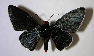  ( - 06-SRNP-9502)  @14 [ ] CreativeCommons - Attribution Non-Commercial Share-Alike (2007) Daniel H. Janzen Guanacaste Dry Forest Conservation Fund