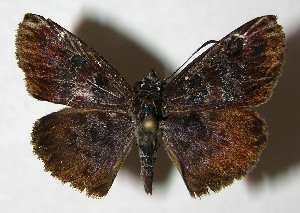  ( - 07-SRNP-1932)  @14 [ ] CreativeCommons - Attribution Non-Commercial Share-Alike (2007) Daniel H. Janzen Guanacaste Dry Forest Conservation Fund