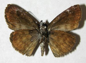  ( - 07-SRNP-1932)  @14 [ ] CreativeCommons - Attribution Non-Commercial Share-Alike (2007) Daniel H. Janzen Guanacaste Dry Forest Conservation Fund