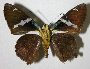  ( - 07-SRNP-1958)  @14 [ ] CreativeCommons - Attribution Non-Commercial Share-Alike (2007) Daniel H. Janzen Guanacaste Dry Forest Conservation Fund