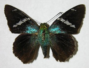  ( - 07-SRNP-1967)  @14 [ ] CreativeCommons - Attribution Non-Commercial Share-Alike (2007) Daniel H. Janzen Guanacaste Dry Forest Conservation Fund