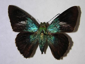  ( - 07-SRNP-20481)  @14 [ ] CreativeCommons - Attribution Non-Commercial Share-Alike (2007) Daniel H. Janzen Guanacaste Dry Forest Conservation Fund