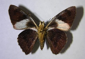  ( - 07-SRNP-20481)  @14 [ ] CreativeCommons - Attribution Non-Commercial Share-Alike (2007) Daniel H. Janzen Guanacaste Dry Forest Conservation Fund