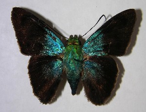  ( - 07-SRNP-20482)  @14 [ ] CreativeCommons - Attribution Non-Commercial Share-Alike (2007) Daniel H. Janzen Guanacaste Dry Forest Conservation Fund