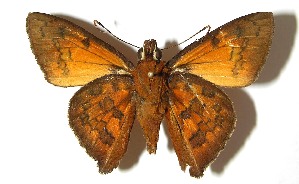  ( - 07-SRNP-2182)  @14 [ ] CreativeCommons - Attribution Non-Commercial Share-Alike (2008) Daniel H. Janzen Guanacaste Dry Forest Conservation Fund