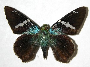  ( - 07-SRNP-22224)  @14 [ ] CreativeCommons - Attribution Non-Commercial Share-Alike (2008) Daniel H. Janzen Guanacaste Dry Forest Conservation Fund