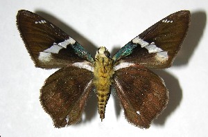  ( - 07-SRNP-22224)  @14 [ ] CreativeCommons - Attribution Non-Commercial Share-Alike (2008) Daniel H. Janzen Guanacaste Dry Forest Conservation Fund