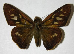  ( - 07-SRNP-2333)  @14 [ ] CreativeCommons - Attribution Non-Commercial Share-Alike (2007) Daniel H. Janzen Guanacaste Dry Forest Conservation Fund