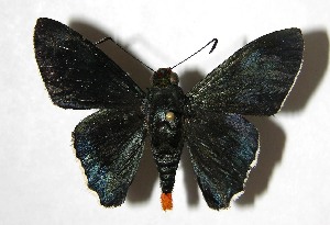  ( - 07-SRNP-23493)  @14 [ ] CreativeCommons - Attribution Non-Commercial Share-Alike (2008) Daniel H. Janzen Guanacaste Dry Forest Conservation Fund