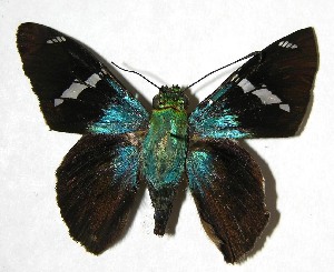  ( - 07-SRNP-23567)  @14 [ ] CreativeCommons - Attribution Non-Commercial Share-Alike (2008) Daniel H. Janzen Guanacaste Dry Forest Conservation Fund