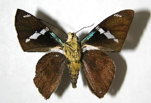  ( - 07-SRNP-23567)  @14 [ ] CreativeCommons - Attribution Non-Commercial Share-Alike (2008) Daniel H. Janzen Guanacaste Dry Forest Conservation Fund