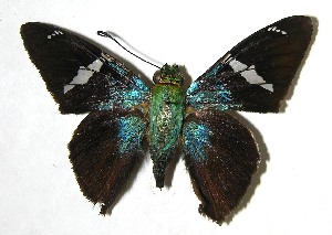  ( - 07-SRNP-23826)  @14 [ ] CreativeCommons - Attribution Non-Commercial Share-Alike (2008) Daniel H. Janzen Guanacaste Dry Forest Conservation Fund