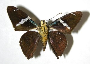  ( - 07-SRNP-23826)  @14 [ ] CreativeCommons - Attribution Non-Commercial Share-Alike (2008) Daniel H. Janzen Guanacaste Dry Forest Conservation Fund