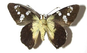  ( - 07-SRNP-2575)  @14 [ ] CreativeCommons - Attribution Non-Commercial Share-Alike (2008) Daniel H. Janzen Guanacaste Dry Forest Conservation Fund