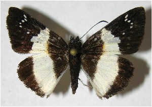  ( - 07-SRNP-2633)  @14 [ ] CreativeCommons - Attribution Non-Commercial Share-Alike (2007) Daniel H. Janzen Guanacaste Dry Forest Conservation Fund