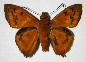  ( - 07-SRNP-2736)  @14 [ ] CreativeCommons - Attribution Non-Commercial Share-Alike (2007) Daniel H. Janzen Guanacaste Dry Forest Conservation Fund