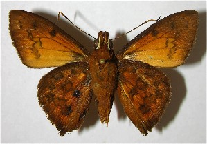  ( - 07-SRNP-2736)  @14 [ ] CreativeCommons - Attribution Non-Commercial Share-Alike (2007) Daniel H. Janzen Guanacaste Dry Forest Conservation Fund