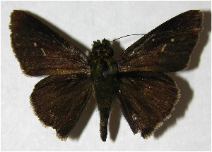  ( - 07-SRNP-31291)  @14 [ ] CreativeCommons - Attribution Non-Commercial Share-Alike (2007) Daniel H. Janzen Guanacaste Dry Forest Conservation Fund