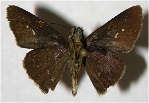  ( - 07-SRNP-31291)  @14 [ ] CreativeCommons - Attribution Non-Commercial Share-Alike (2007) Daniel H. Janzen Guanacaste Dry Forest Conservation Fund