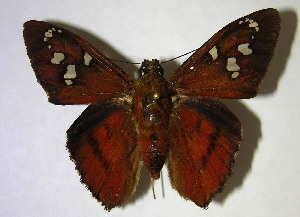 ( - 07-SRNP-35296)  @14 [ ] CreativeCommons - Attribution Non-Commercial Share-Alike (2007) Daniel H. Janzen Guanacaste Dry Forest Conservation Fund
