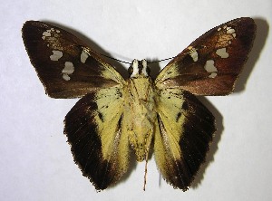  ( - 07-SRNP-35296)  @14 [ ] CreativeCommons - Attribution Non-Commercial Share-Alike (2007) Daniel H. Janzen Guanacaste Dry Forest Conservation Fund