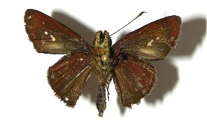  ( - 07-SRNP-35730)  @14 [ ] CreativeCommons - Attribution Non-Commercial Share-Alike (2008) Daniel H. Janzen Guanacaste Dry Forest Conservation Fund