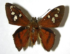  ( - 07-SRNP-36387)  @14 [ ] CreativeCommons - Attribution Non-Commercial Share-Alike (2008) Daniel H. Janzen Guanacaste Dry Forest Conservation Fund