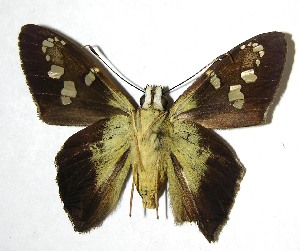  ( - 07-SRNP-36387)  @14 [ ] CreativeCommons - Attribution Non-Commercial Share-Alike (2008) Daniel H. Janzen Guanacaste Dry Forest Conservation Fund