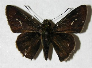  ( - 07-SRNP-40489)  @14 [ ] CreativeCommons - Attribution Non-Commercial Share-Alike (2007) Daniel H. Janzen Guanacaste Dry Forest Conservation Fund