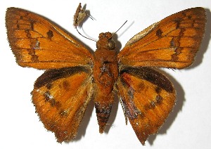  ( - 07-SRNP-4096)  @14 [ ] CreativeCommons - Attribution Non-Commercial Share-Alike (2010) Daniel H. Janzen Guanacaste Dry Forest Conservation Fund