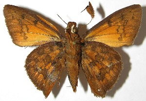  ( - 07-SRNP-4096)  @14 [ ] CreativeCommons - Attribution Non-Commercial Share-Alike (2010) Daniel H. Janzen Guanacaste Dry Forest Conservation Fund