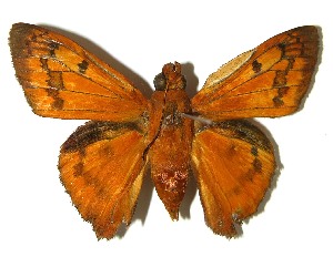  ( - 07-SRNP-42298)  @14 [ ] CreativeCommons - Attribution Non-Commercial Share-Alike (2008) Daniel H. Janzen Guanacaste Dry Forest Conservation Fund