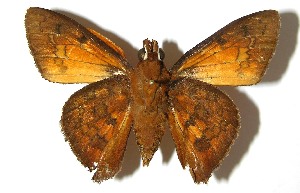  ( - 07-SRNP-42298)  @14 [ ] CreativeCommons - Attribution Non-Commercial Share-Alike (2008) Daniel H. Janzen Guanacaste Dry Forest Conservation Fund