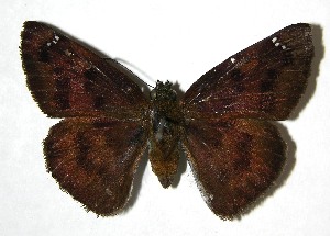  ( - 07-SRNP-4414)  @14 [ ] CreativeCommons - Attribution Non-Commercial Share-Alike (2008) Daniel H. Janzen Guanacaste Dry Forest Conservation Fund