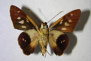  ( - 07-SRNP-45065)  @14 [ ] CreativeCommons - Attribution Non-Commercial Share-Alike (2007) Daniel H. Janzen Guanacaste Dry Forest Conservation Fund